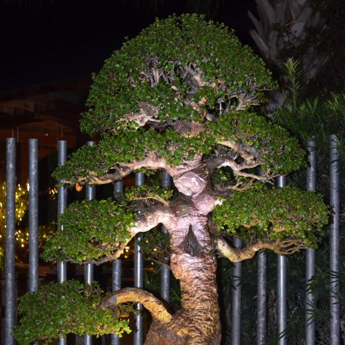 Jade bonsai tree at Heathcote Botanical Gardens in Fort Pierce, Florida Jade bonsai tree at Heathcote Botanical Gardens in Fort Pierce, Florida