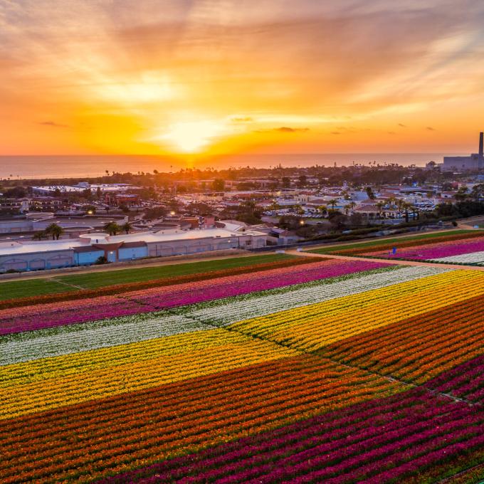 Colorful flower fields in Carlsbad, California Colorful flower fields in Carlsbad, California