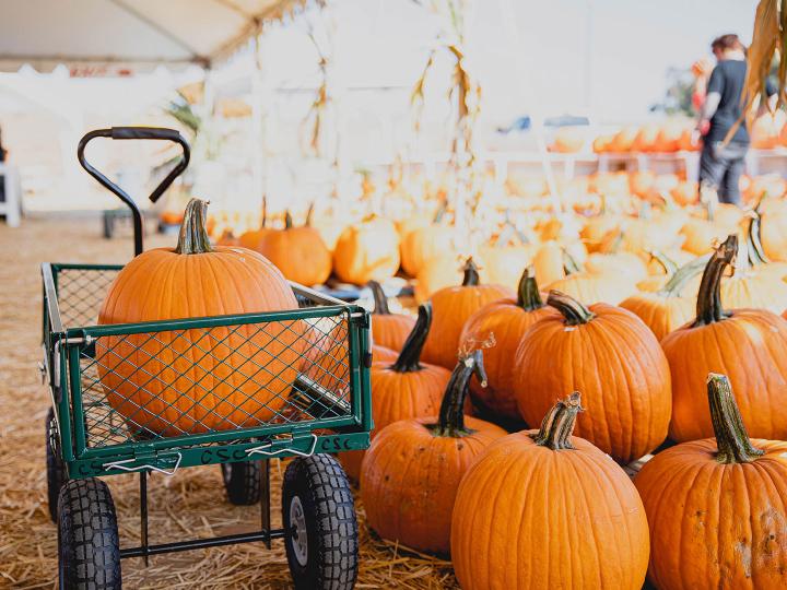 Pumpkins at the Fall Pumpkin Patch in Carlsbad, California Pumpkins at the Fall Pumpkin Patch in Carlsbad, California